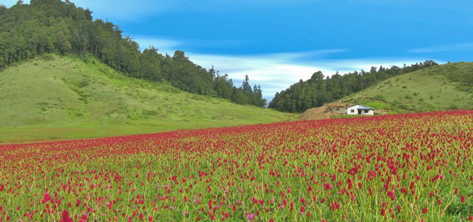 Khaptad National Park Tour